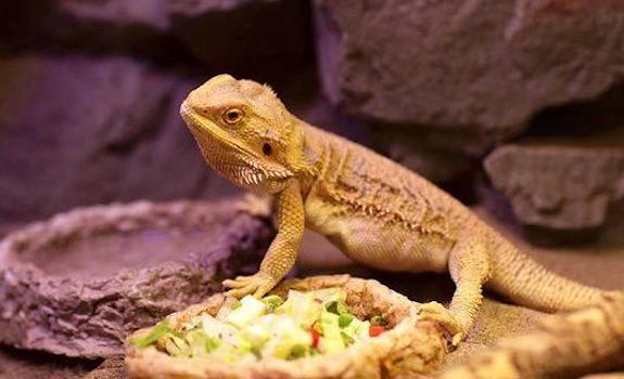 bearded dragon not eating