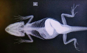 bearded dragon suffering from impaction