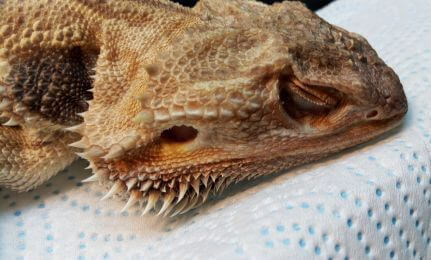 bearded dragon with sunken fat pads