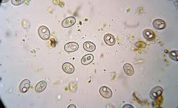 coccidia under microscope