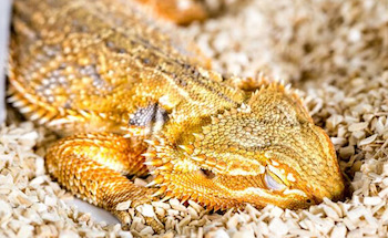 lethargic bearded dragon