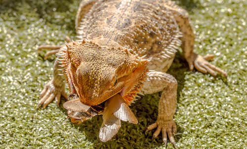 Adult Bearded Dragon Diet