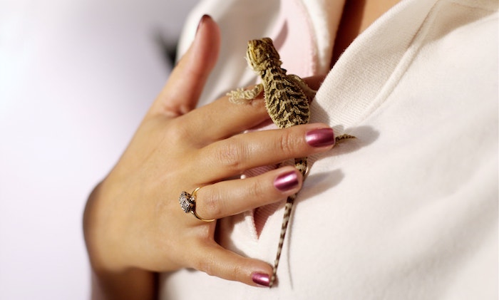 Baby bearded dragon diet