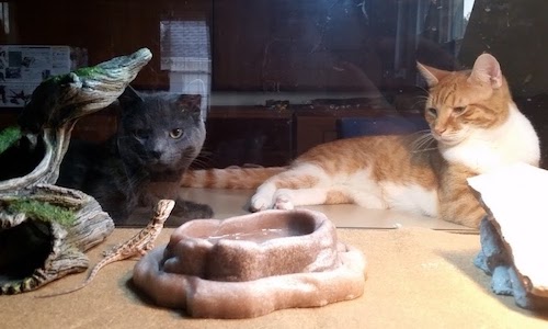 Bearded Dragon Arm Waving at Cat