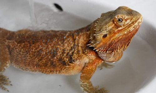 Bearded Dragon Bath