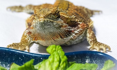 Bearded Dragon Feeding Schedule