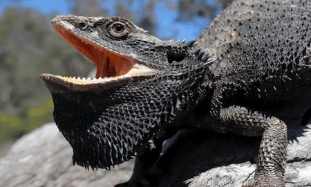 Bearded Dragon Showing Black Beard to Warm Up