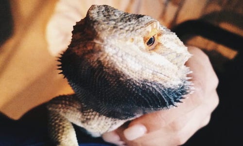 Bearded Dragon Showing Black Beard