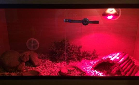 Bearded Dragon Tank with red bulb