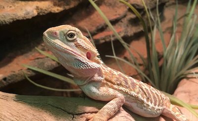 Bearded Dragon with Plants in Tank