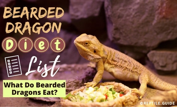 Bearded Dragon Diet & Nutrition Information - Reptile.Guide