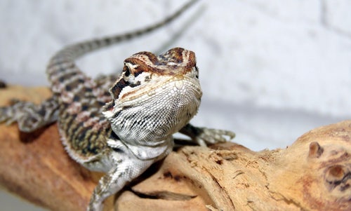 Juvenile bearded dragon diet