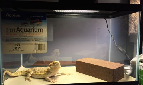 Small tank size bearded dragon