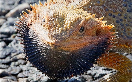 black bearded dragons