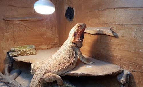 Is this basking setup ok for a juvenile bearded dragon, I have a