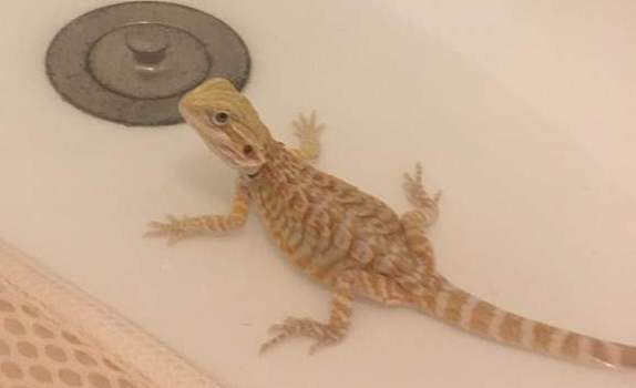 How To Make A Bearded Dragon Bath A Total Success 2022