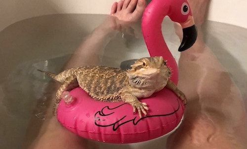 bearded dragon bath toys