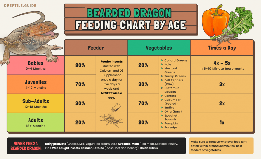 Daily Routine Printable Bearded Dragon Food Chart