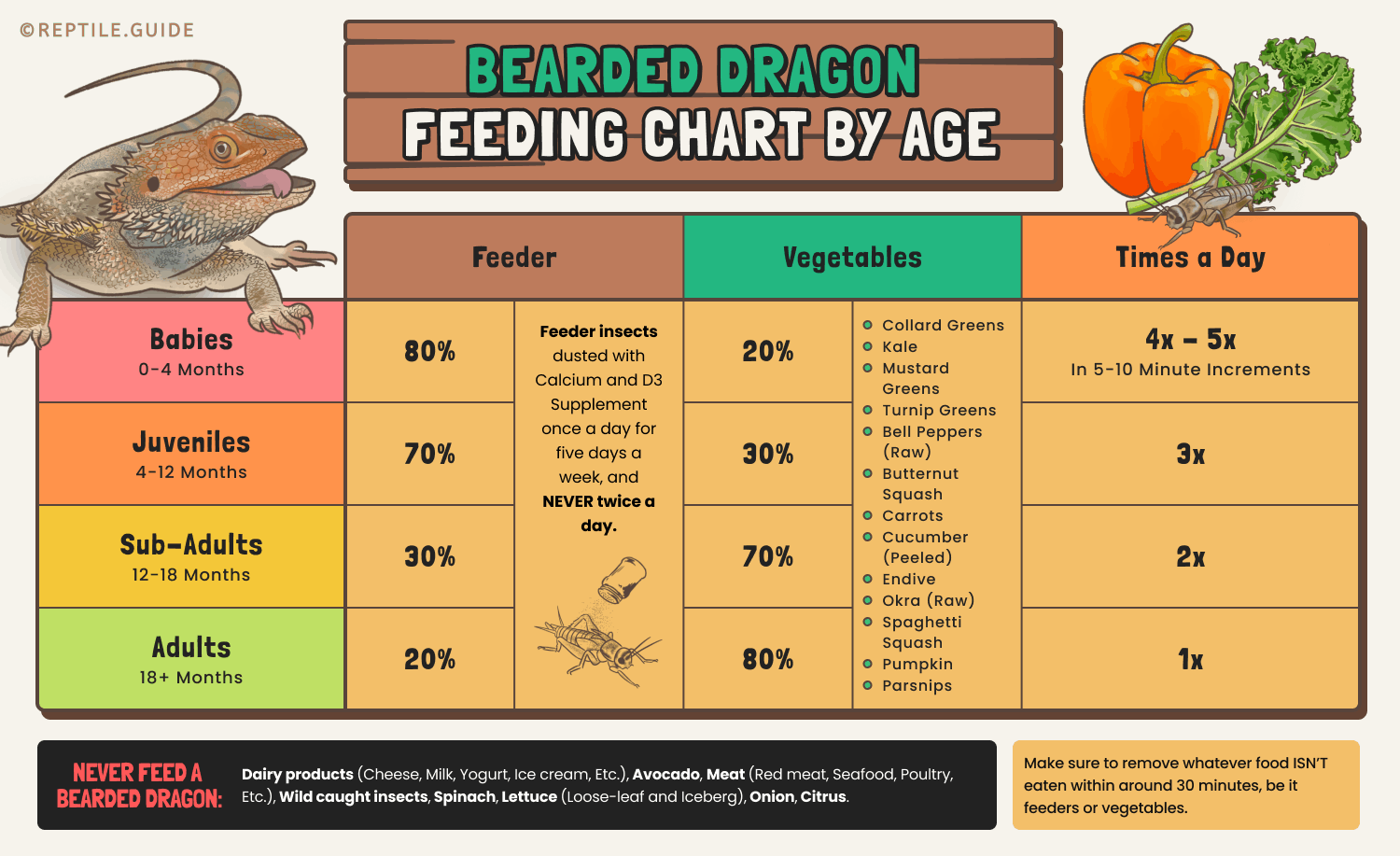 bearded dragon feeding chart by age 1