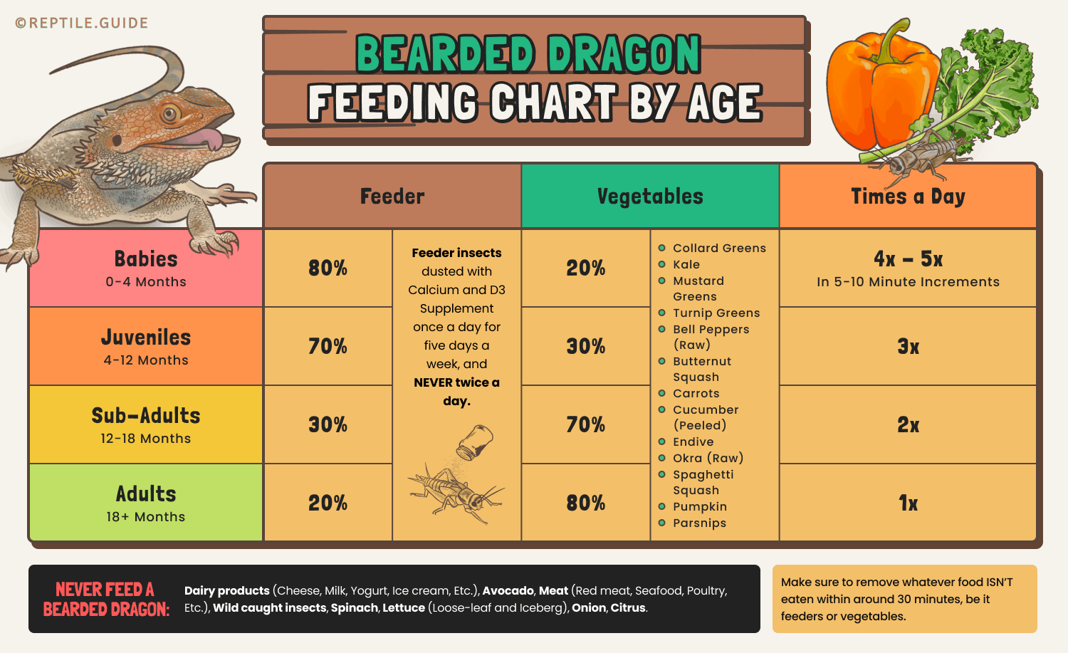 Bearded Dragon Food Chart