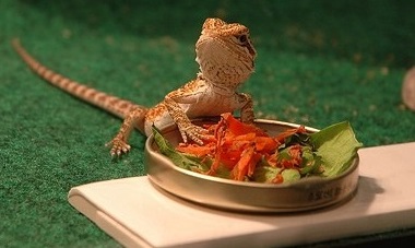 bearded dragon won't eat greens