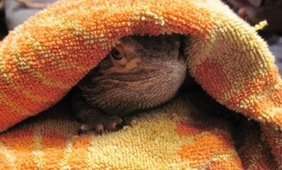 how to dry a bearded dragon after bath