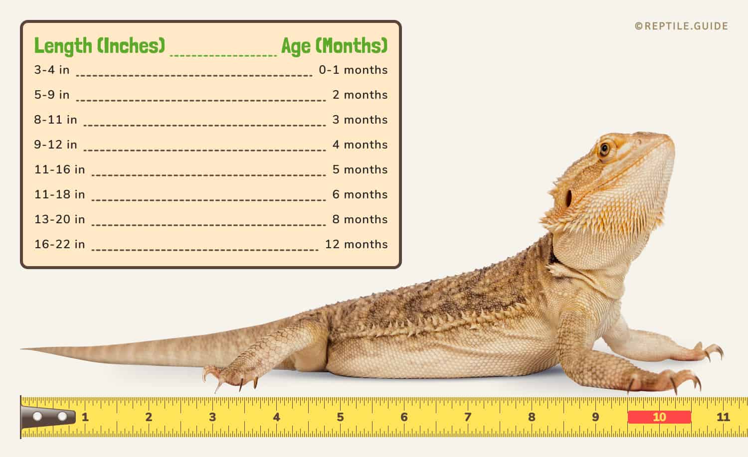 Use the chart above to precisely "guesstimate" how previous your bearded...