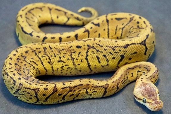 Acid Ball Python