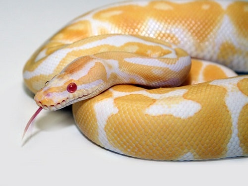 Albino Ball Python