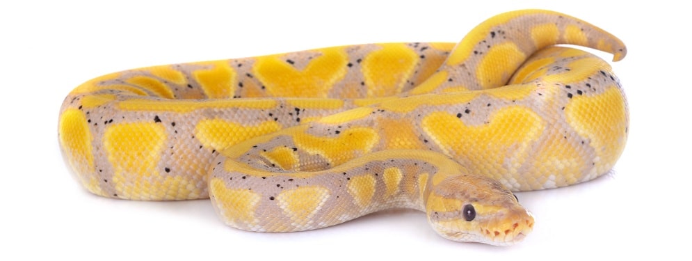 Banana Ball Python