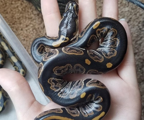 Black Pastel Ball Python