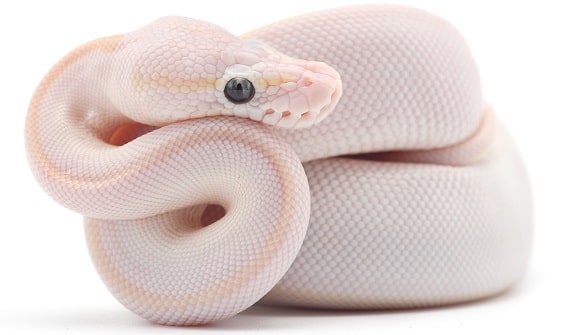 Blue Eyed Leucistic Ball Python