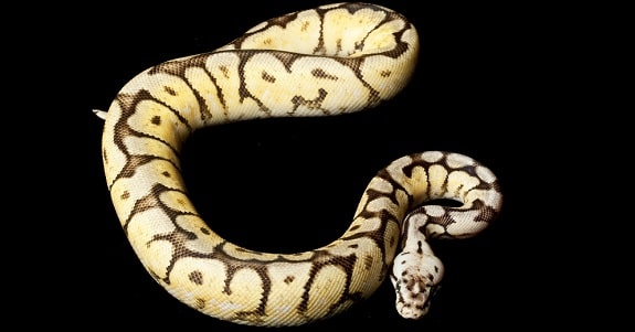 Bumble Bee Ball Python