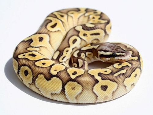 Butter Ball Python