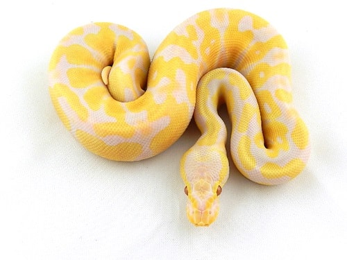 Candino Ball Python