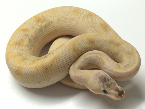 Champagne Ball Python