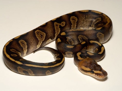 Chocolate Ball Python