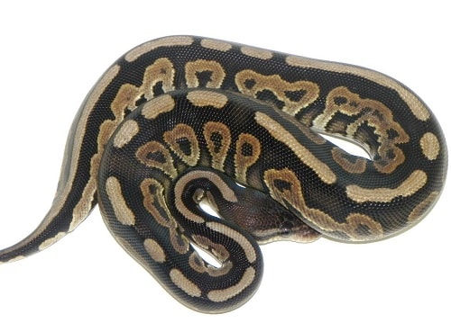 Cinnamon Ball Python