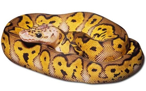 Clown Ball Python