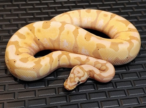 Coral Glow Ball Python