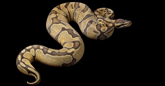 Enchi Ball Python