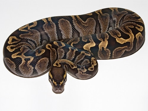 GHI Ball Python