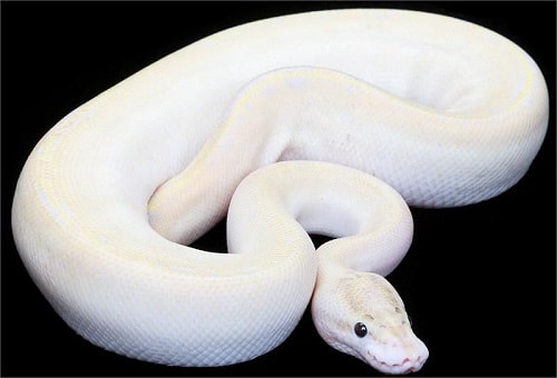 Ivory Ball Python