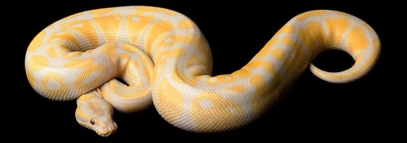 Lavender Albino Ball Python