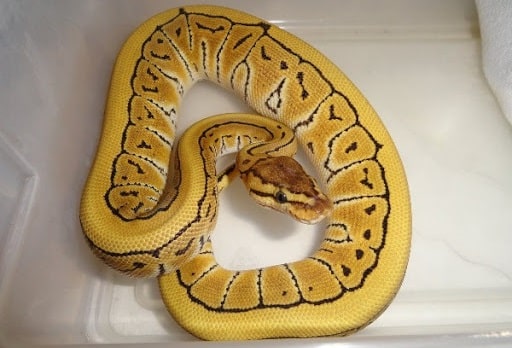 Lemon Blast Ball Python