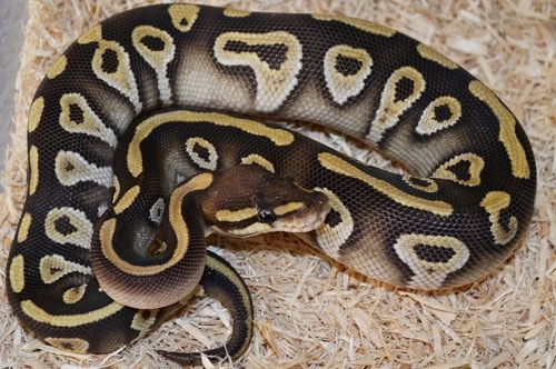 Mojave Ball Python