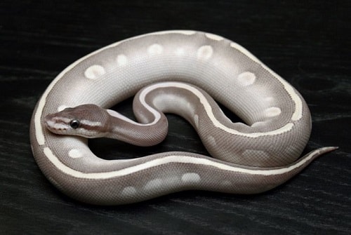 Mystic Ball Python