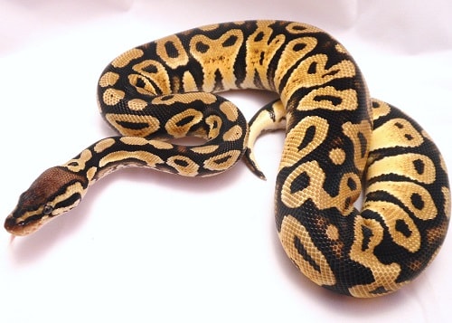 ball python morphs guide