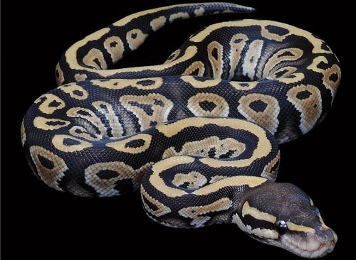 Phantom Ball Python