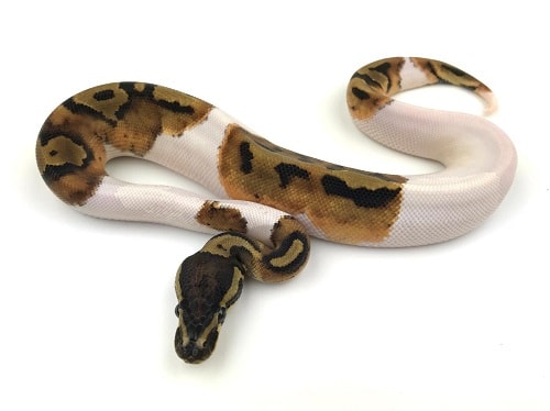 Piebald Ball Python